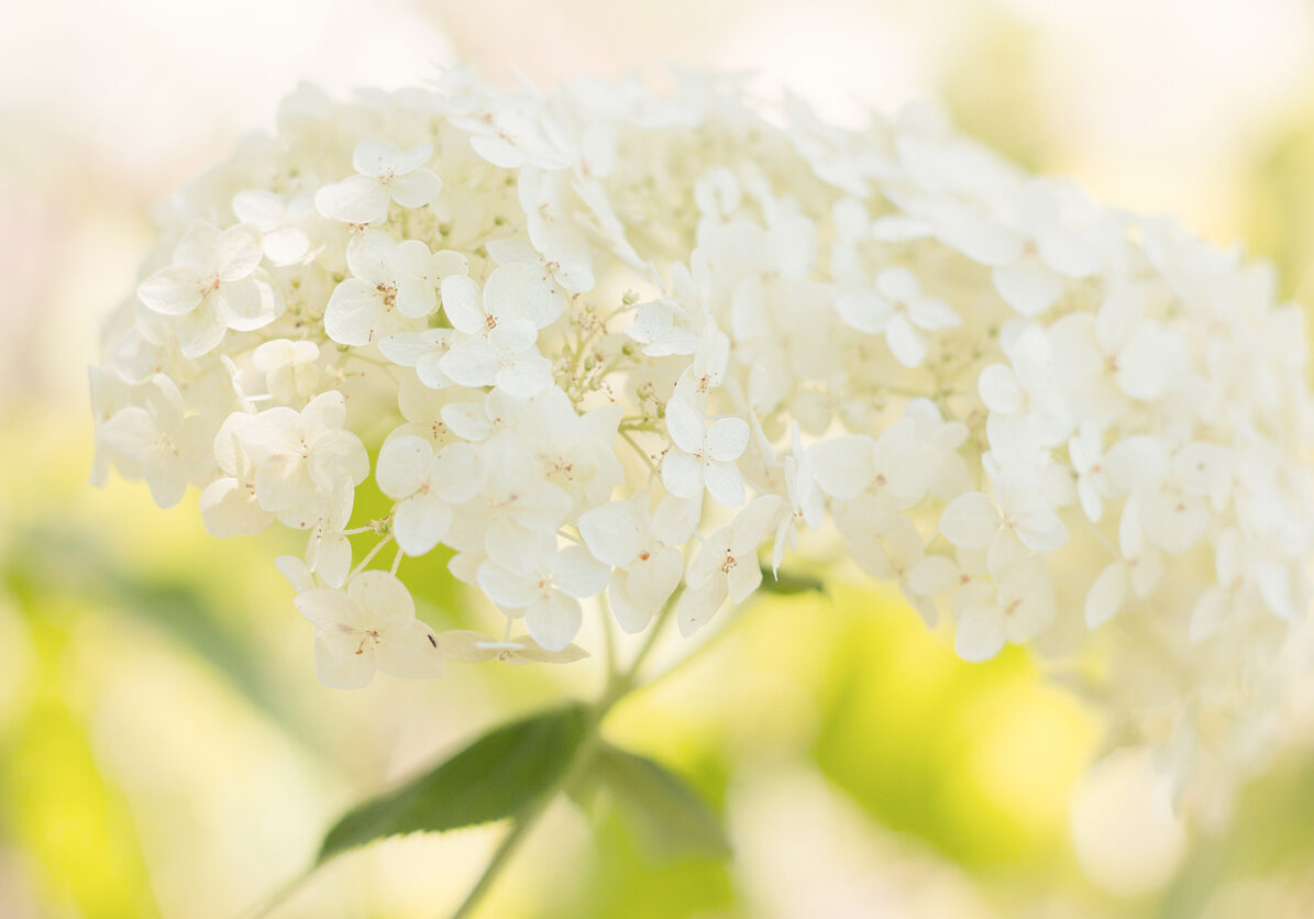 Softness White Hydrangea pastel colored. Selective focus